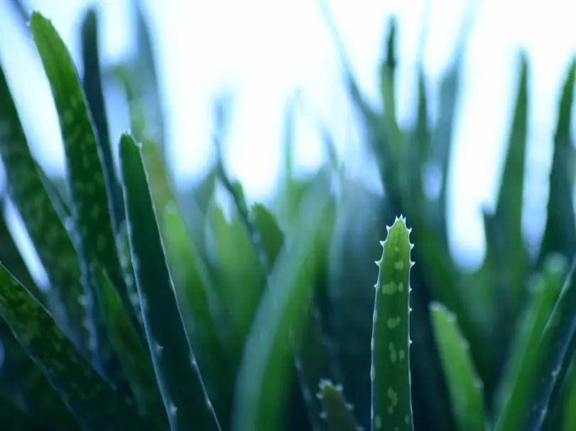  L'aloès est une plante très courante en Guadeloupe et ses bienfaits sont immenses