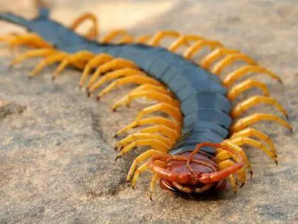 La scolopendre (scolo ou mille pattes) Guadeloupe