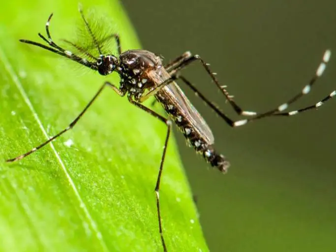 Guadeloupe, la dengue, le zika, le chikungunya